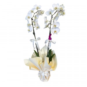 Çift Dal Beyaz Orkide